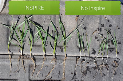 FIELD RESULTS:  Inspire Seed Starter to Maximize Crop Yields