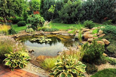 8 Helpful tips to Maintain your Pond