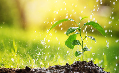 Foliar Fertilizer: FAQ's