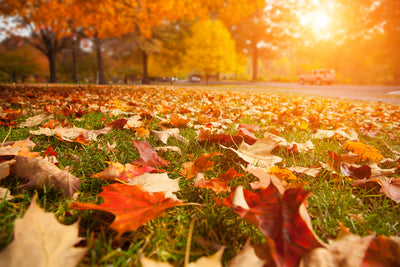 Lax Lawn Care Now = Lacklustre Lawn Later: 6 Fall Lawn Care Tips