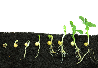 Benefits of Biological Seed Starters