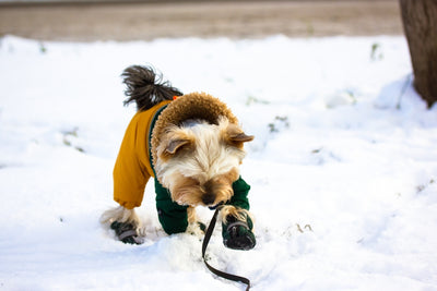 Understanding the Canine Chill: Key Factors Shaping Your Dog's Cold-Weather Resilience