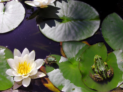 Beyond Beauty: Discovering the Hidden Benefits of Ponds in Your Landscape