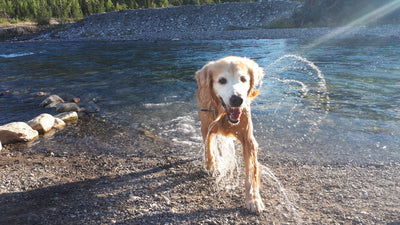 Tips on How to Keep your Dogs Cool this Summer