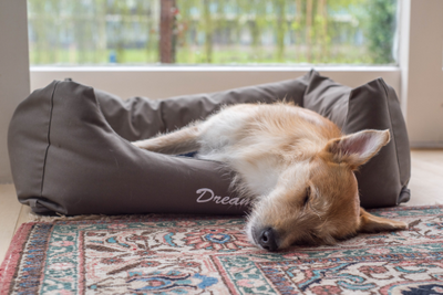 Dog Runs, Pet Beds & Crates: How to Keep Your Dog’s Space Clean & Odour-Free