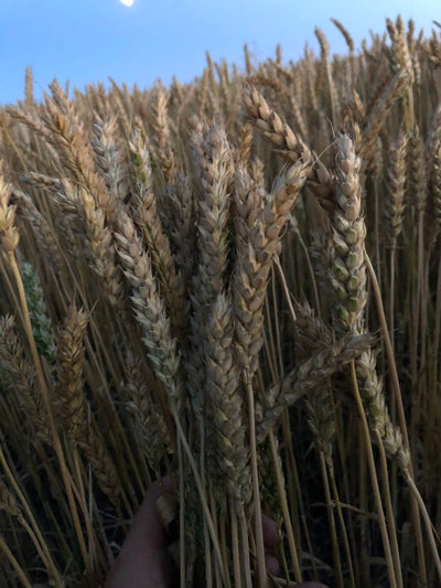 Field Study: Pasture Wheat Crop in Saskatchewan