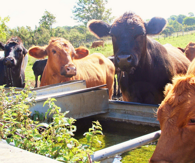Summer Tips for Algae-Free Livestock Tanks & Happy Animals