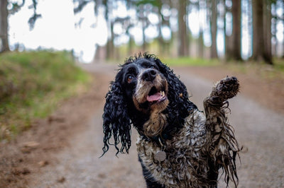 Why You Should Wash Your Pet