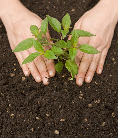 SOIL HEALTH - SUSTAINABLE AGRICULTURE