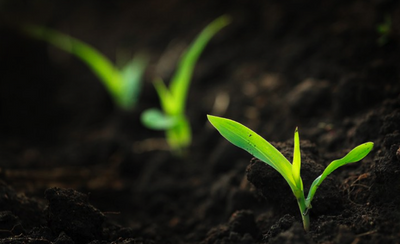 Manure: an all natural organic fertilizer
