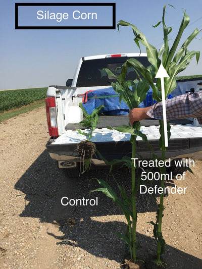 FIELD STUDY:  Defender for a Strong, Healthy Harvest