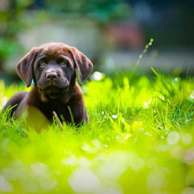 10 Steps to Creating a Dog-Friendly Garden