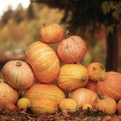 How to Make an Old Fashioned Pumpkin Pie!