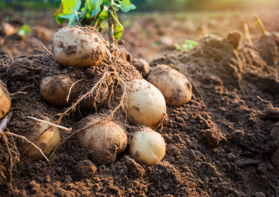 Effects of Humi[K] on Potatoes