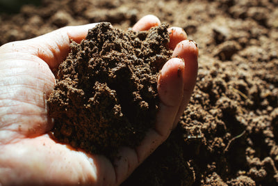 Tips to Improve Soil Heath