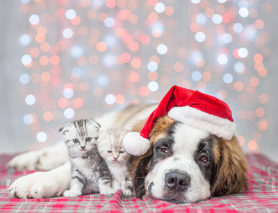 12 Pet Safety Tips for The Holiday Season:  Tree & Home Decorating