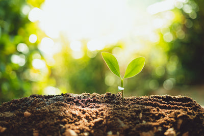 Soil Nutrient Management Tips