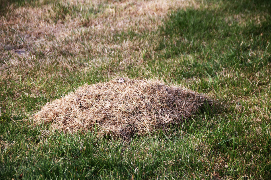 WHAT IS LAWN THATCH? Earth Smart Solutions Environmental Solutions