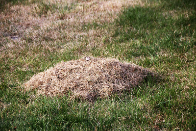 WHAT IS LAWN THATCH?