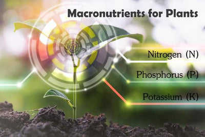 Macronutrients Required for Plant Growth