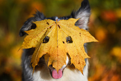 Fall Photo Opp Ideas for Your Dog