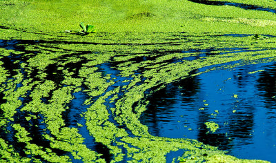 Algae Overgrowth: A Cautionary Tale