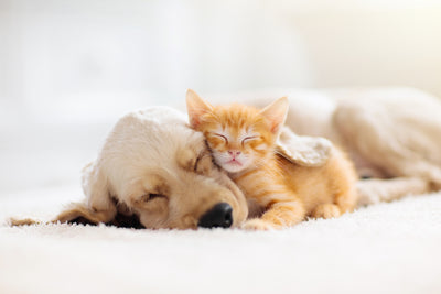 Benefits of Natural Pet Care Products