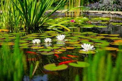 Spring Maintenance Tips for Your Landscape Pond