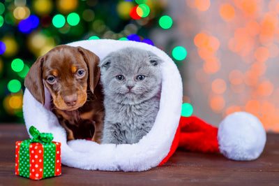 Furry Friends and Festive Cheer: Christmas Gift Ideas for Pet-Loving Friends
