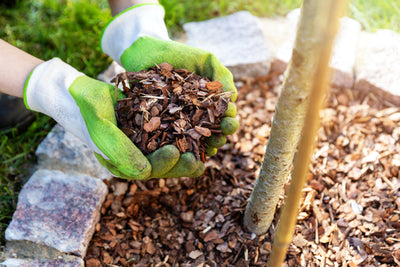 10 Helpful Fall Lawn & Garden Tips