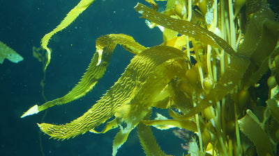 Natural Ingredients: Seaweed Kelp