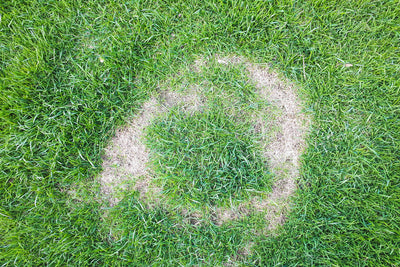 Common Lawn Diseases: Recognizing, Managing, and Restoring Your Lush Lawn