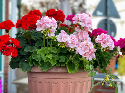 Tips to Have Your Annuals Bloom All Summer Long