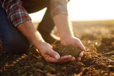 Effects of Carbo[N] on Soil Health, Fertilizer & Water Use Efficiency