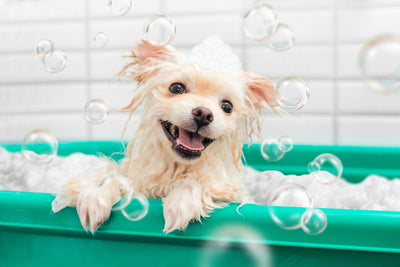 Tips for Washing Your Pet to Make it Stress Free