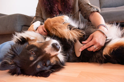 Winter Pet Grooming: Essential Considerations for Cold-Weather Care