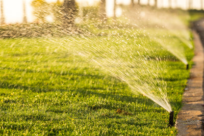 Tips to Conserve Water While Maintaining a Healthy Lawn