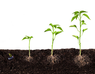 Benefits of Humic to Plants Above Ground & Beneath the Soil