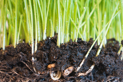 Soil Management in Agriculture