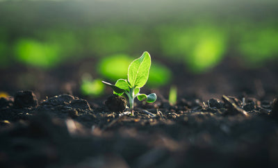 Humic Products and How they Benefit Soil and Plant Health