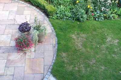 Is Soil Health Hurting Your Lawn? How to Spot the Signs
