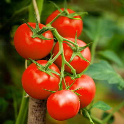 How To Grow Organic Tomatoes