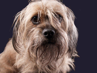 Tips to Prevent Pet Odour in Your Home