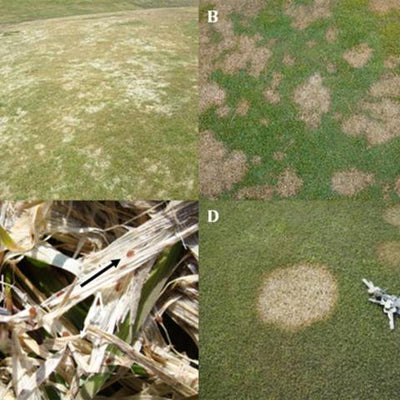 Snow Mold: Pretty in Pink (and Grey), but Destructive