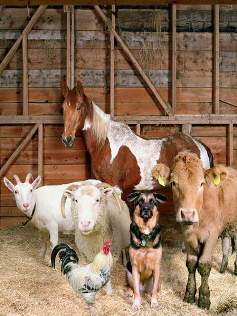 Livestock & Pet Odour Eliminator
