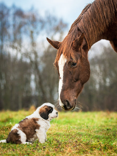 Ringworm Treatment