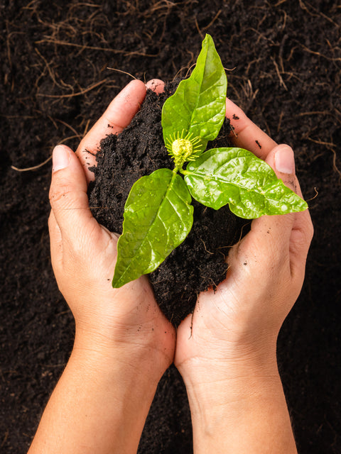 Compost Starter