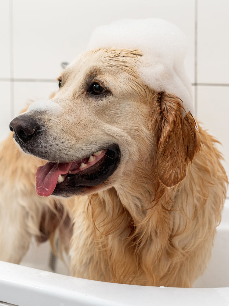 Pet Wash - Main Image