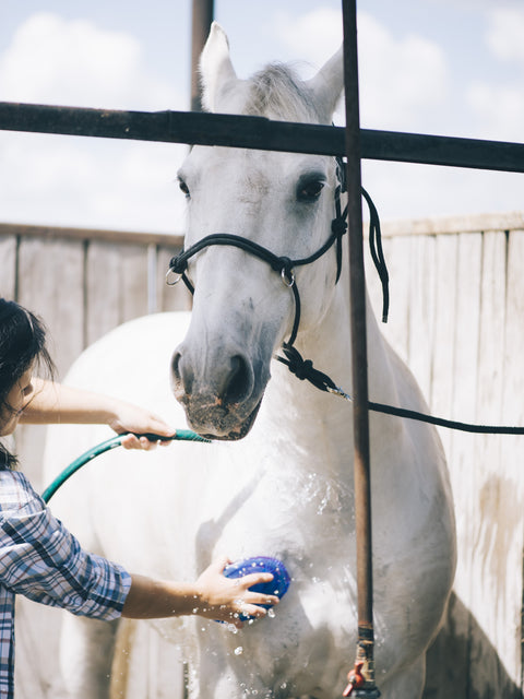 Equine Wash